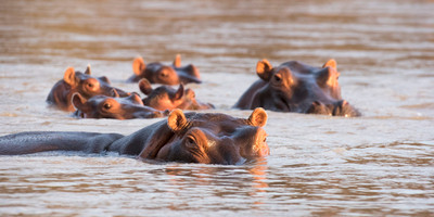 3 DAY TENTED CAMP SAFARI TO SELOUS GAME RESERVE - Photo 6