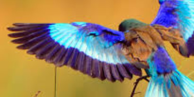 9 days bird watching safari in kenya - Photo 3