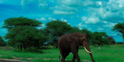 5 days tanzania safari booking last minute manyara ,serengeti & ngorongoro crater - Photo 6