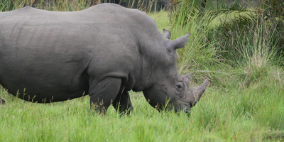 3-days murchison falls safari - Photo 5