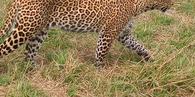 3 days budget breathtaking safari in maasai mara - Photo 3