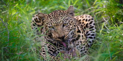 Luxury tanzania safari - Photo 3