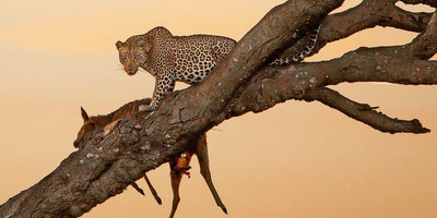 6 day tanzania camping safari - Photo 2