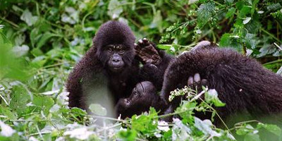 3 days gorilla trekking in bwindi national park - Photo 8
