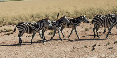 2 days amboseli experience trip - Photo 3
