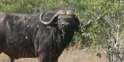 2 days tanzania safari to tarangire national park - lake manyara national park - Photo 1