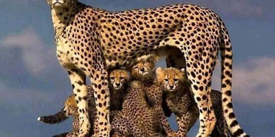 Discover kenya’s wild side: 5-day safari in samburu, nakuru & masai mara - Photo 4
