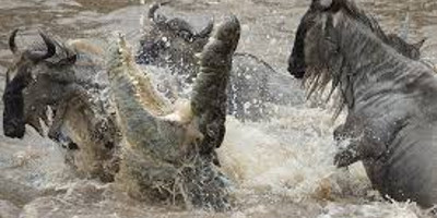  8 days tanzania serengeti wildebeest migration safari adventure - Photo 2