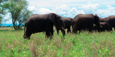 6 days tanzania camping budget safari - Photo 5