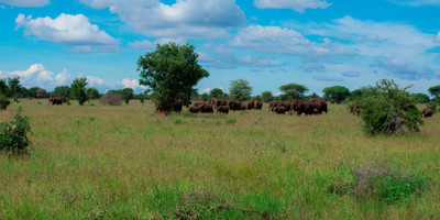 5 days tanzania camping safari - Photo 8