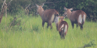 5-day lifetime thrilling maasai mara tour - Photo 7