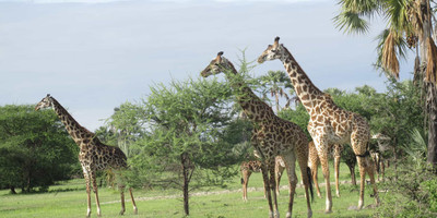 5 days tanzania private game drive safaris - Photo 2