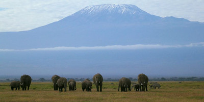 Amboseli home of the giants safari - Photo 1