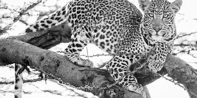 Kenya and tanzania safari - Photo 6