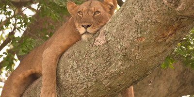 Uganda Wildlife and Primates tour - Photo 6