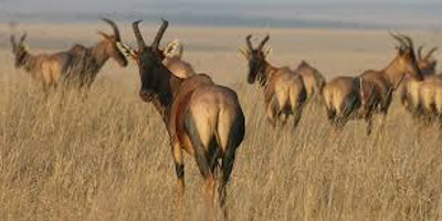9 days serengeti wildebeest migration photographic safaris - Photo 4
