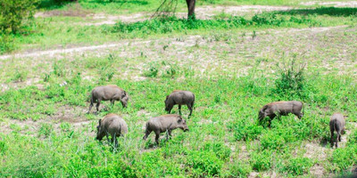 2 days tanzania lodge ( luxury) safari - Photo 19