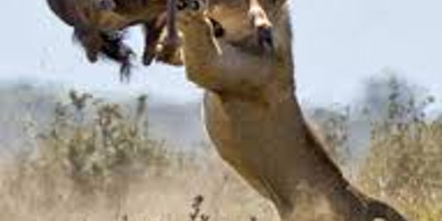 6 days serengeti wildebeest migration holiday safari tours - Photo 2