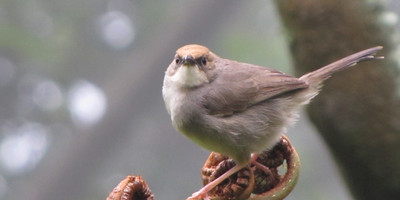 8 days birding safari to uganda - Photo 6