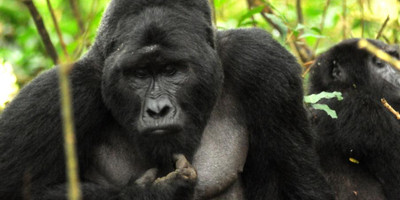 12 days pearls of uganda mid-range safari - Photo 3
