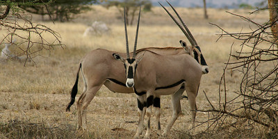 Serengeti Endless plain wildebeest Migration 9 days - Photo 6