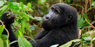 3-day gorilla and chimpanzee trekking at kalinzu - Photo 2