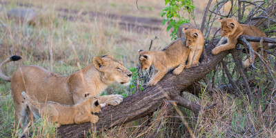 14 days best of uganda safari - Photo 3
