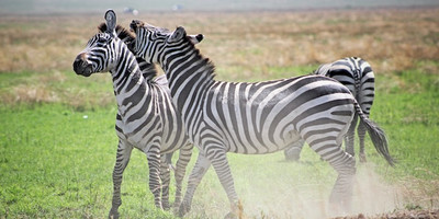 3-day tanzania camping safari - Photo 2