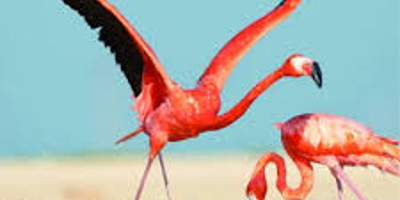 9 days bird watching safari in kenya - Photo 4