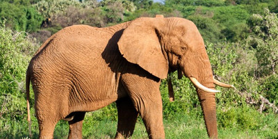5 days tanzania budget group joining tours with burigi chato safaris - Photo 2
