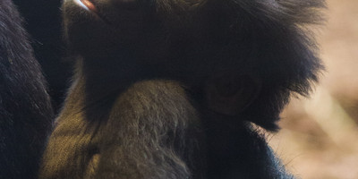 Four days uganda safari tour bwindi impenetrable and lake bunyonyi - Photo 3