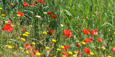 Morocco horse riding and spa retreat - Photo 11