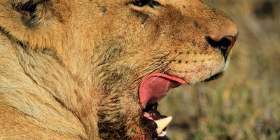3-day tanzania camping safari - Photo 3