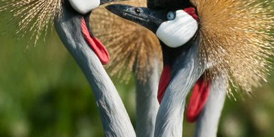 15 days birding safari - Photo 8