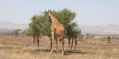 5 days tanzania private safari - Photo 3