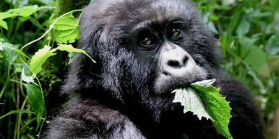 3 days uganda gorillas safaris - Photo 3