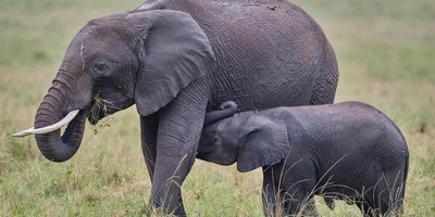 5 days tanzania safari - Photo 1
