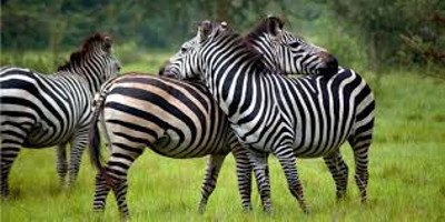 6 days wildlife and gorilla tracking to uganda - Photo 10