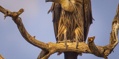 Tarangire,serengeti & ngorongoro crater | 4 day - Photo 2