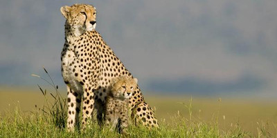  7 days andbeyond masai mara serengeti flying safari holiday package - Photo 1