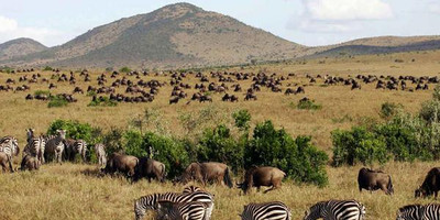  7 days andbeyond masai mara serengeti flying safari holiday package - Photo 3