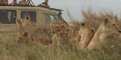 4 days safari tarangire national park, ngorongoro, serengeti national park - Photo 1