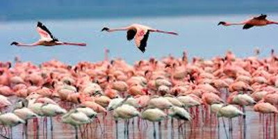 8 days africa safari vacation packages l kenya lodge safaris - Photo 3