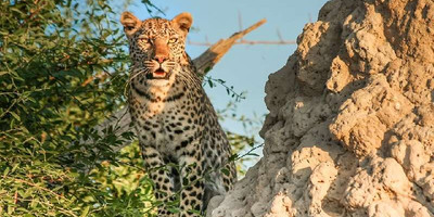 5 days uganda big five safari - Photo 2