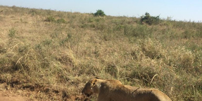 Nairobi national park tour - Photo 2
