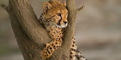 3 day tanzania camping safari - Photo 2