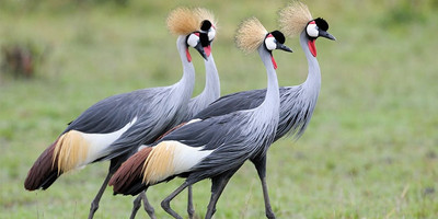 8 DAY TANZANIA BIRDS WATCHING SAFARI - Photo 4
