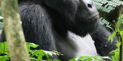 A 15 days wild life and gorilla tracking safari - Photo 2