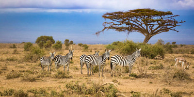 2 days amboseli safari - Photo 2