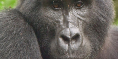 Gorilla and wildlife experience - Photo 2